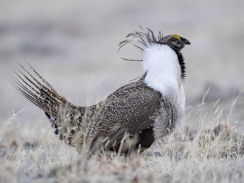 Photo of a male Greater Sage-Grouse.