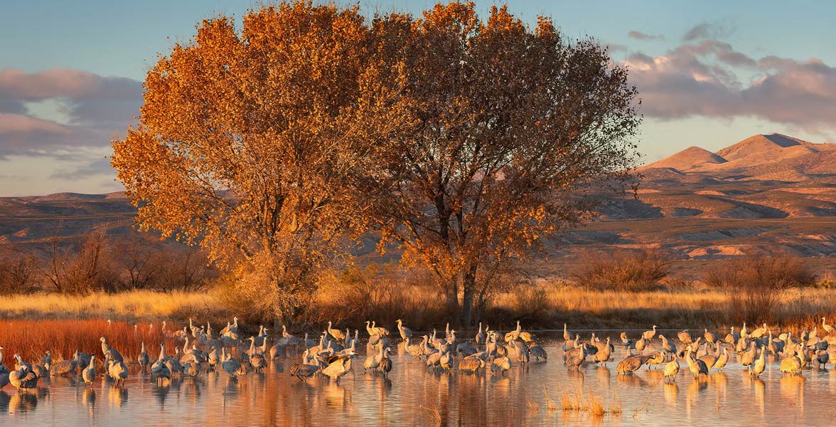 Photo of Sandhill Cranes in Bosque del Apache National Wildlife Refuge, New Mexico.