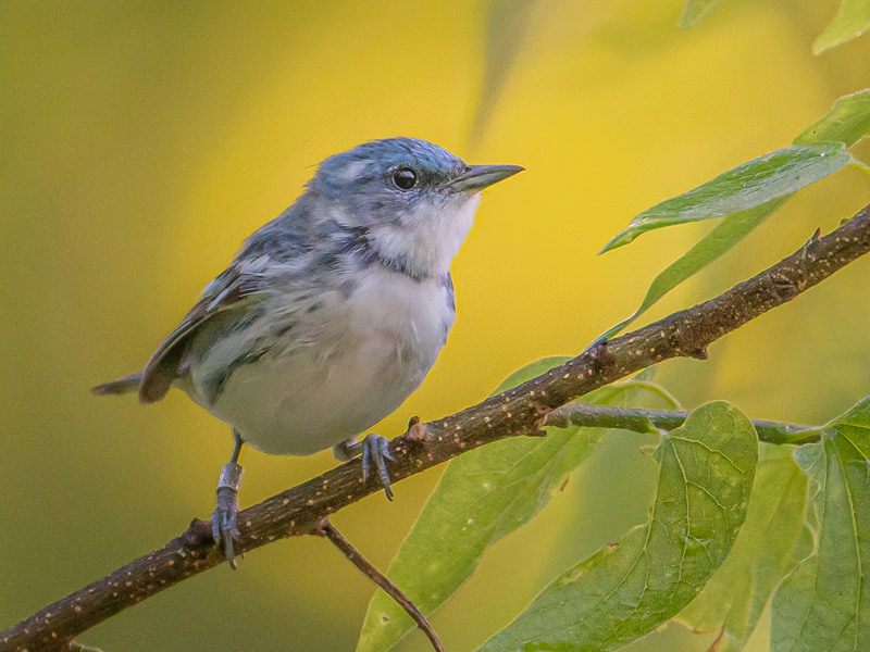 Photo of a Cerulean Warbler.