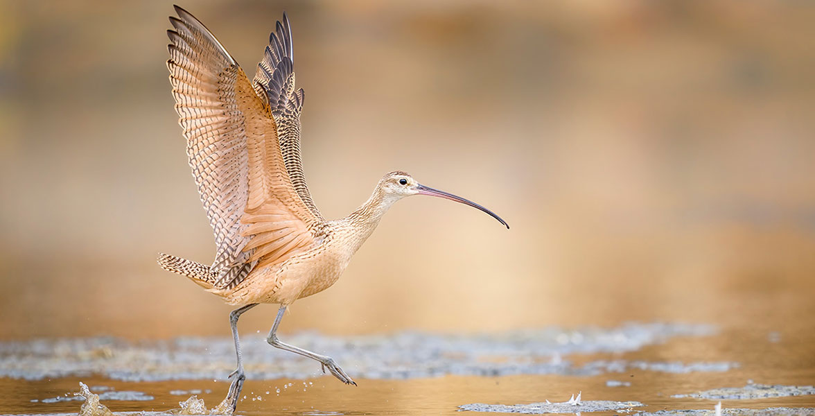 Long-billed Curlew.