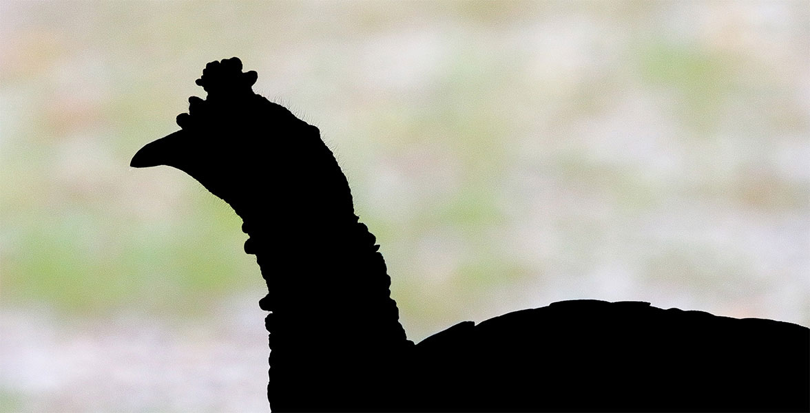 A silhouette of a bird.