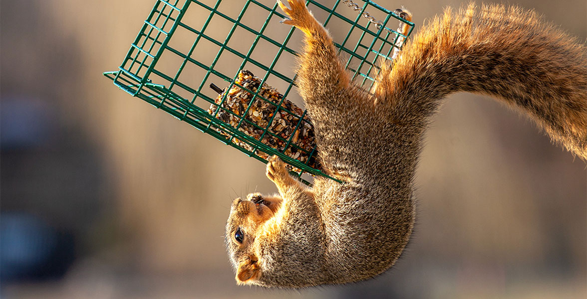 An eastern fox squirrel chows down on suet.