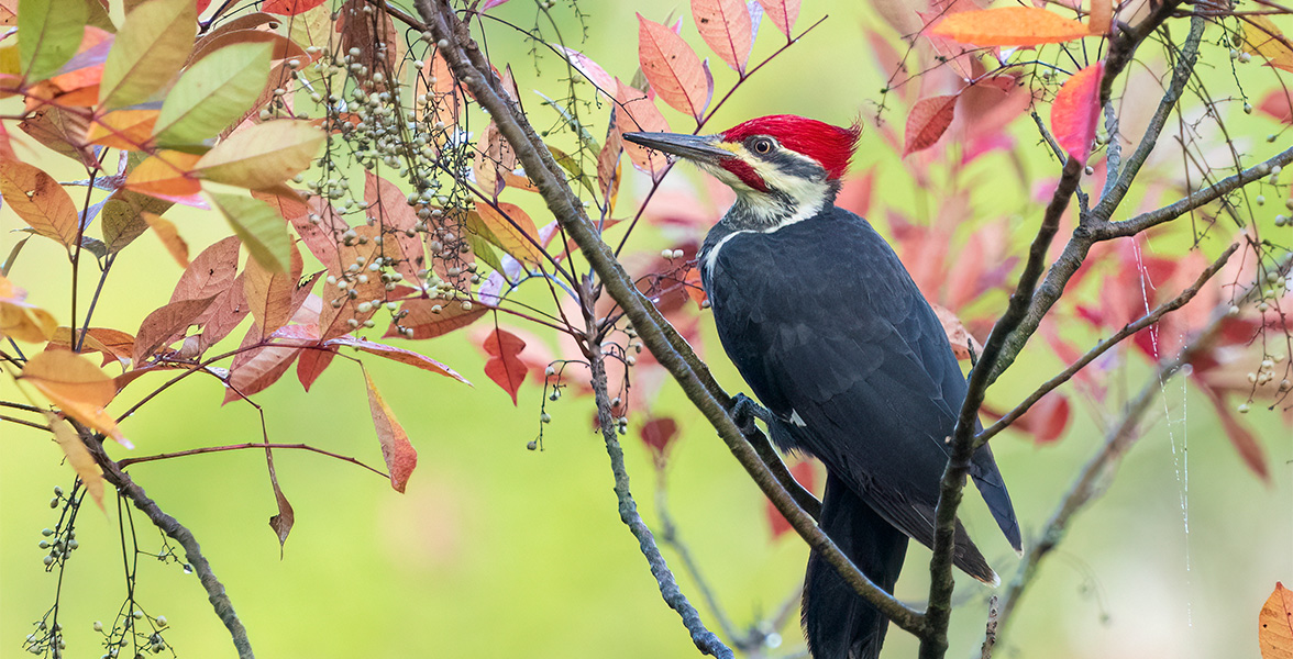 Pileated Woodpecker.