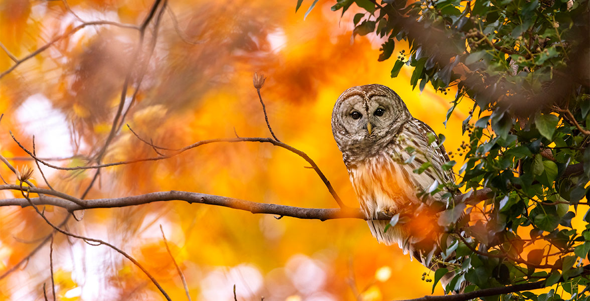 Barred Owl.