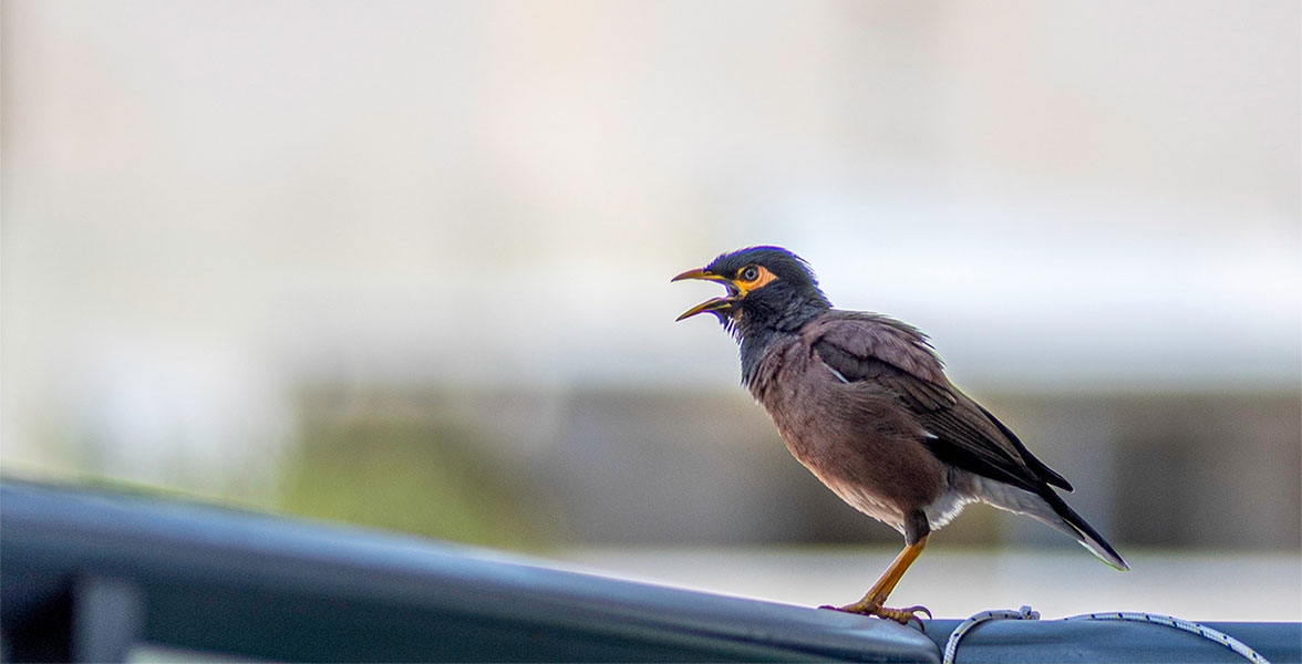 Common Myna.