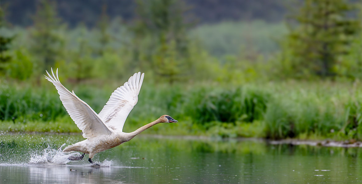 Trumpeter Swan.