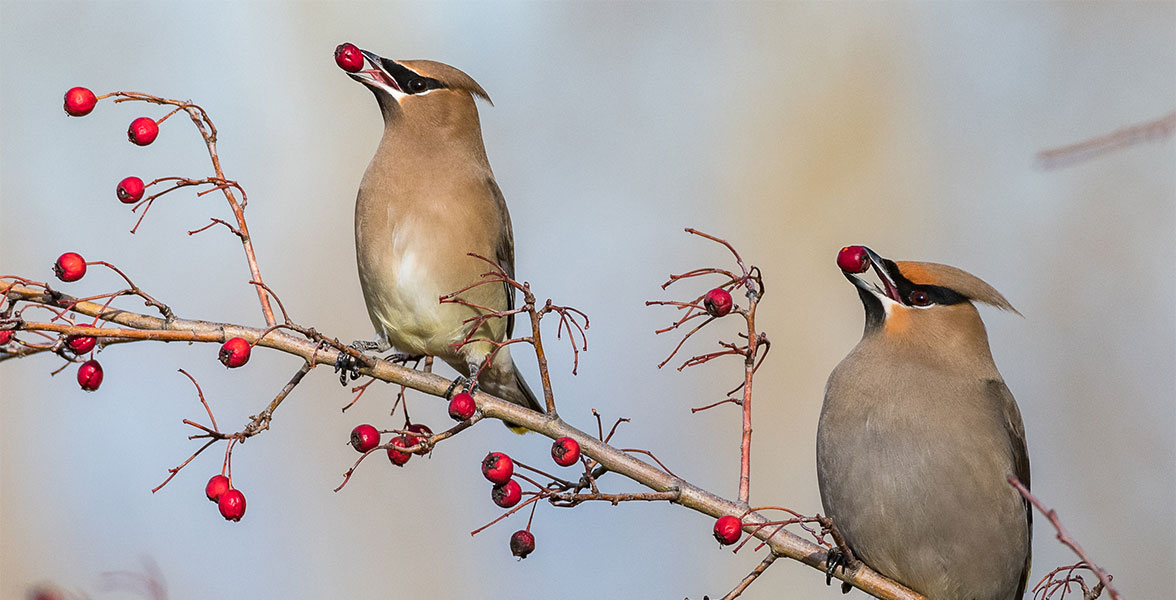 Cedar Waxwing and Bohemian Waxwing.