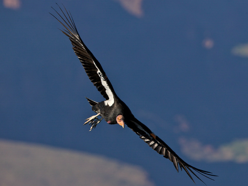 Photo of a California Condor in flight.