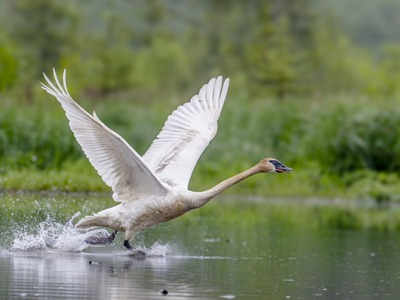 Photo of a Trumpeter Swan.