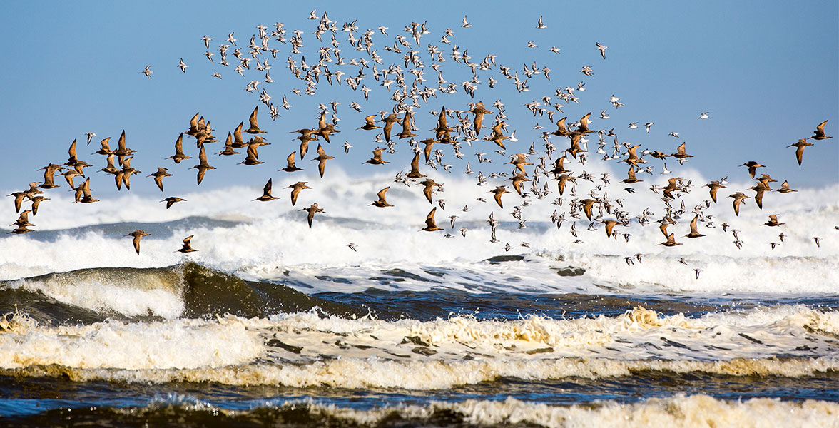 Marbled Godwits and Sanderlings.