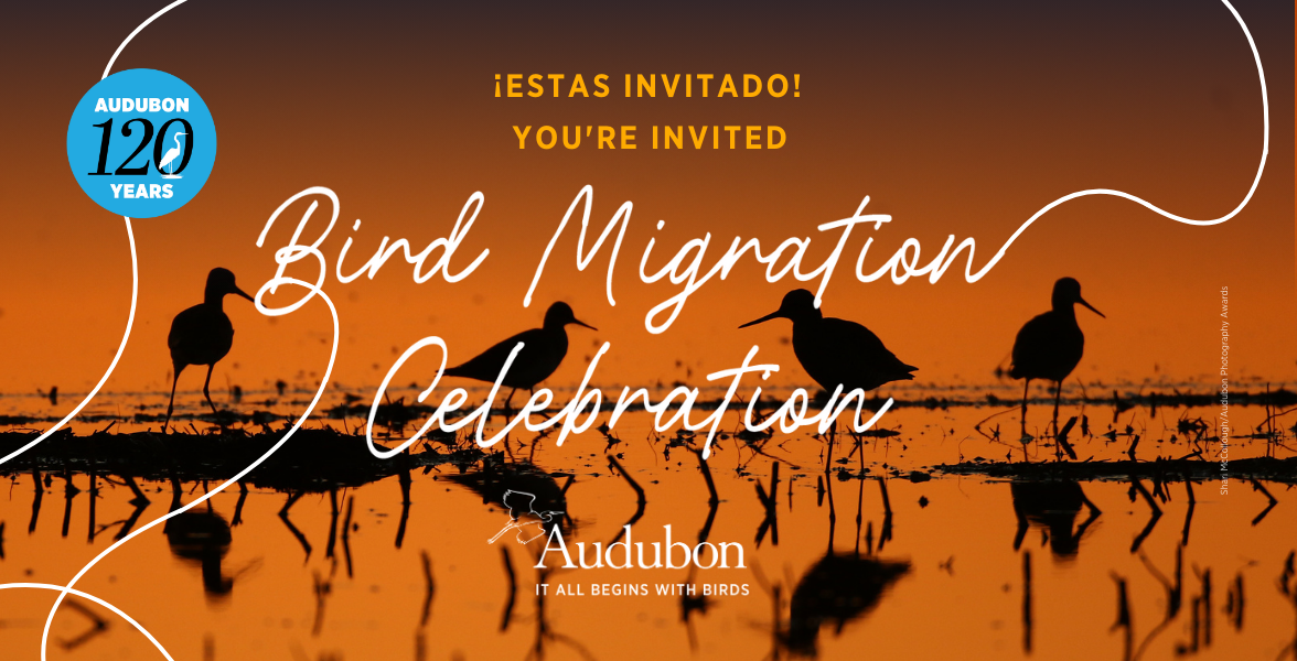 Lesser Yellowlegs and Greater Yellowlegs.