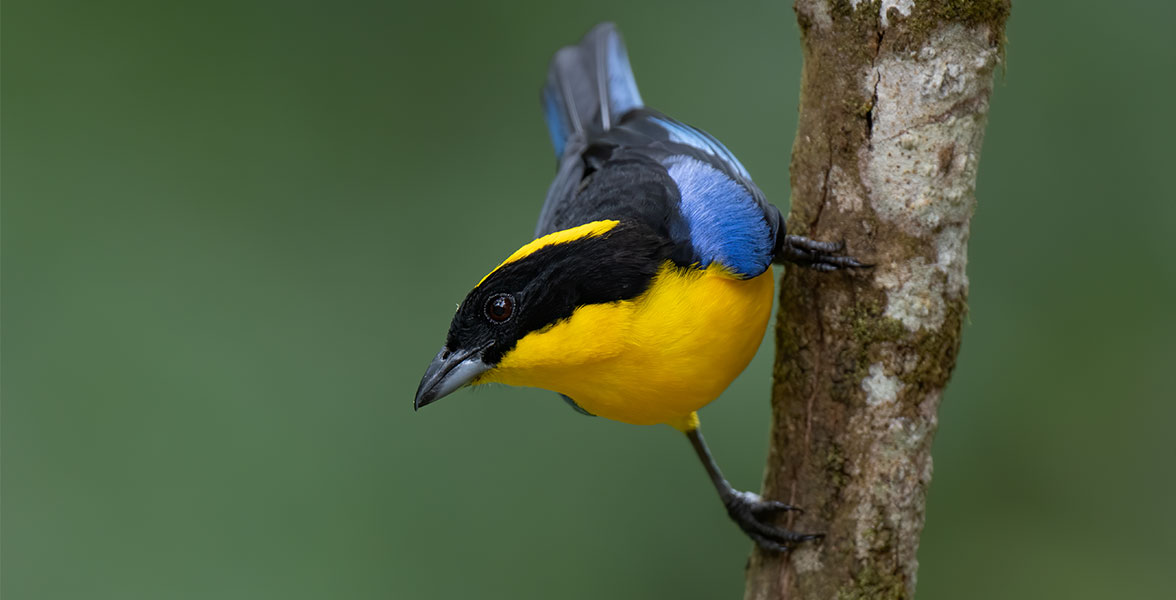 Blue-winged Mountain-Tanager.