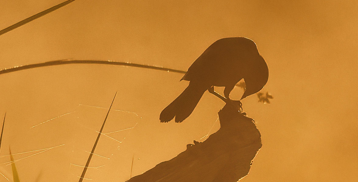 A silhouette of a bird and its reflection in the water.