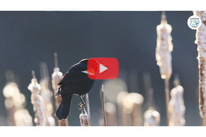 A compilation of videos from My Bird Journey.