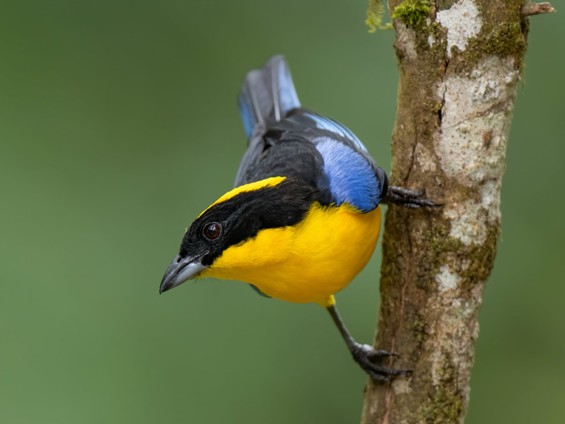 Blue-winged Mountain Tanager perched on a branch.