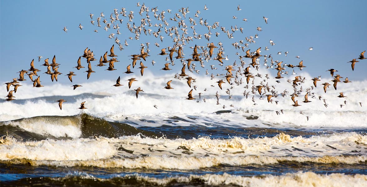 Photo of Marbled Godwits and Sanderlings flying over a shoreline with crashing waves.