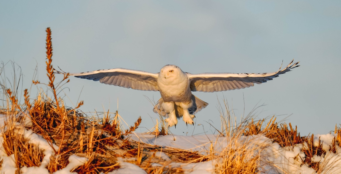 Snowy Owl.