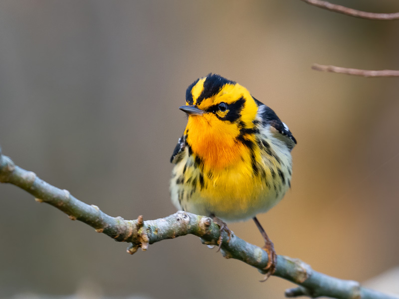 Photo of a Blackburnian Warbler perched on a branch.