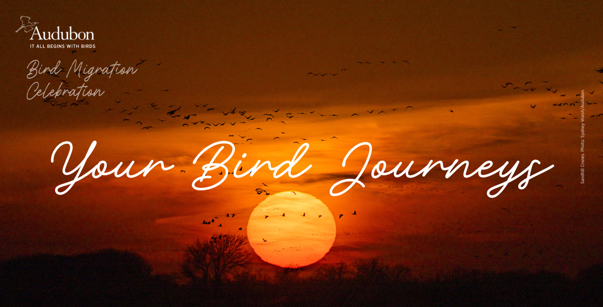 Sandhill Cranes fly together during sunset.