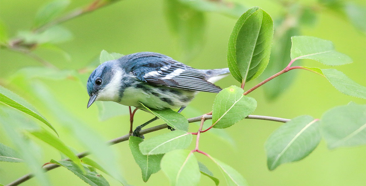 A Cerulean Warbler perches on a leafy branch.