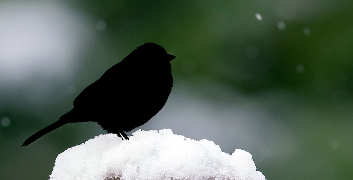 A silhouette of a bird perched on a snowy surface.