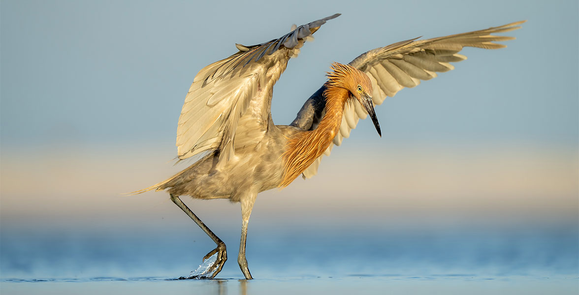 A Reddish Egret dips their feet in marshy water.