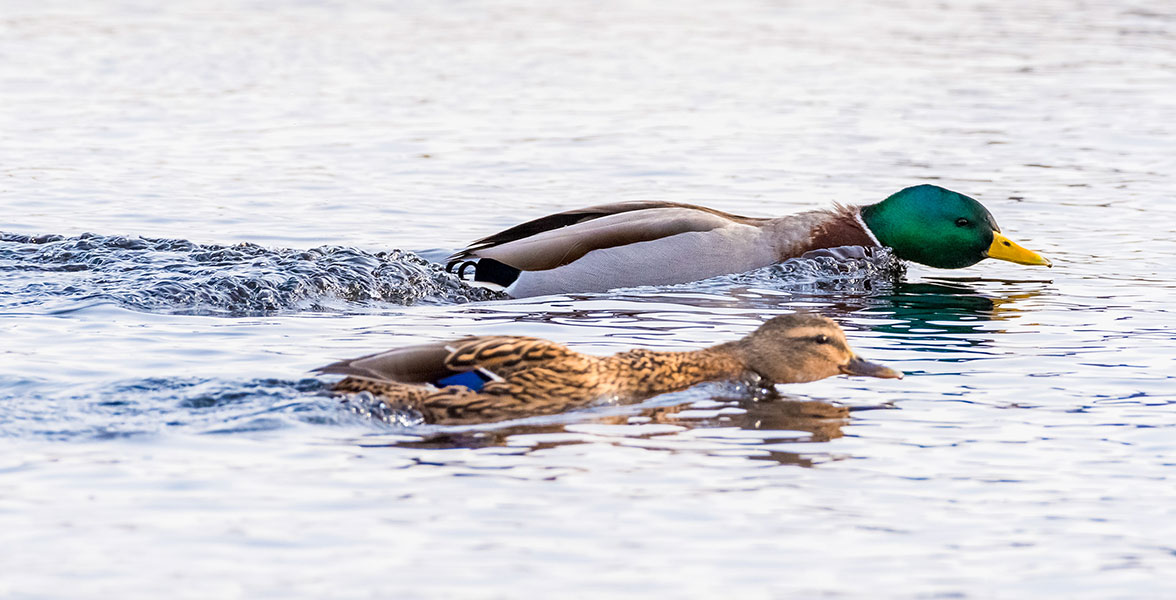 Courting Mallards swim side-by-side.