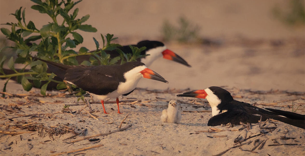 Black Skimmer parents and chick on Wrightsville Beach.