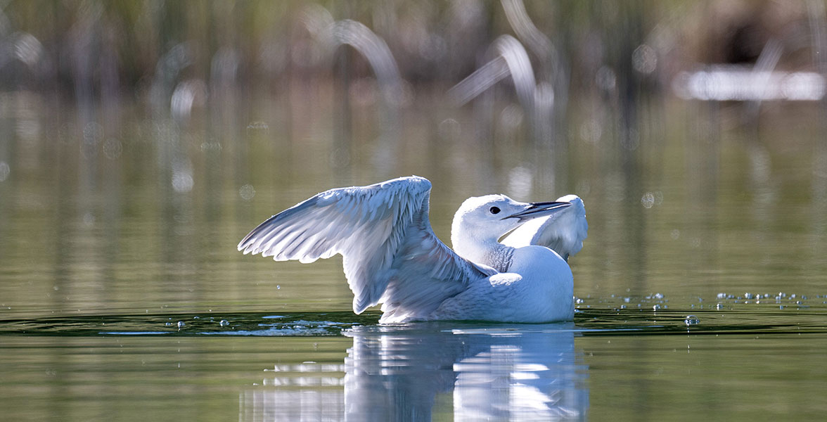 A leucistic Common Loon stretches their wings while swimming.