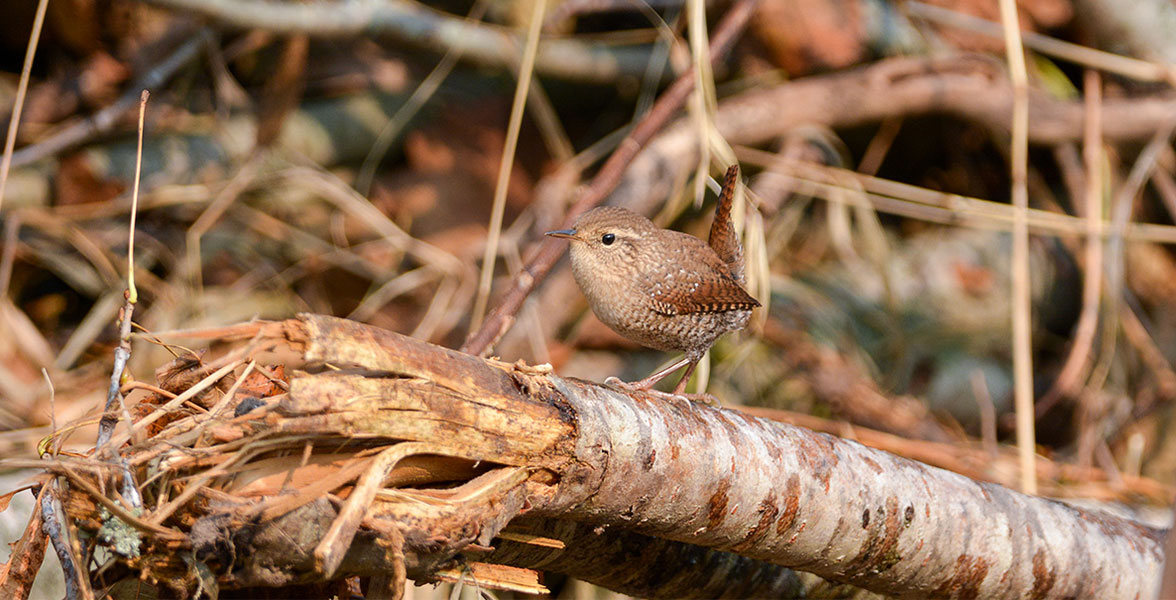 In the center, a House Wren perches on a brush pile.