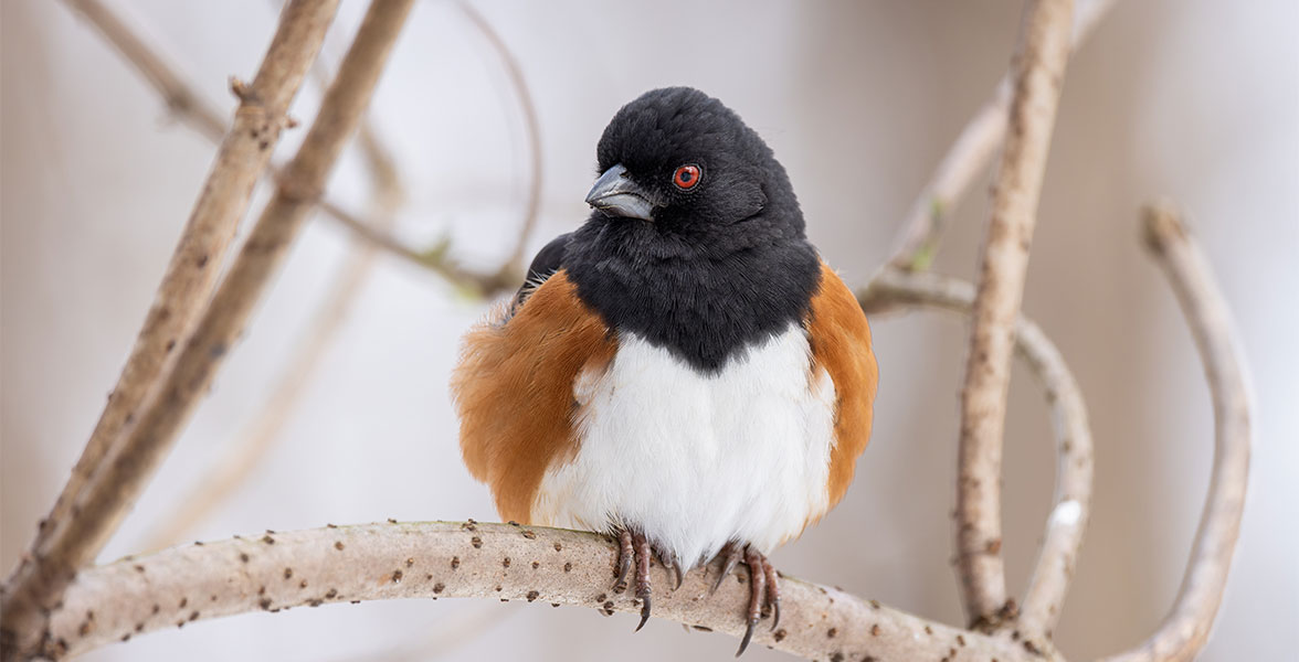 Eastern Towhee.