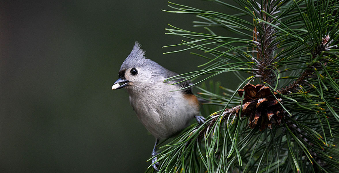 A Tufted Titmouse perches on a pine tree branch.