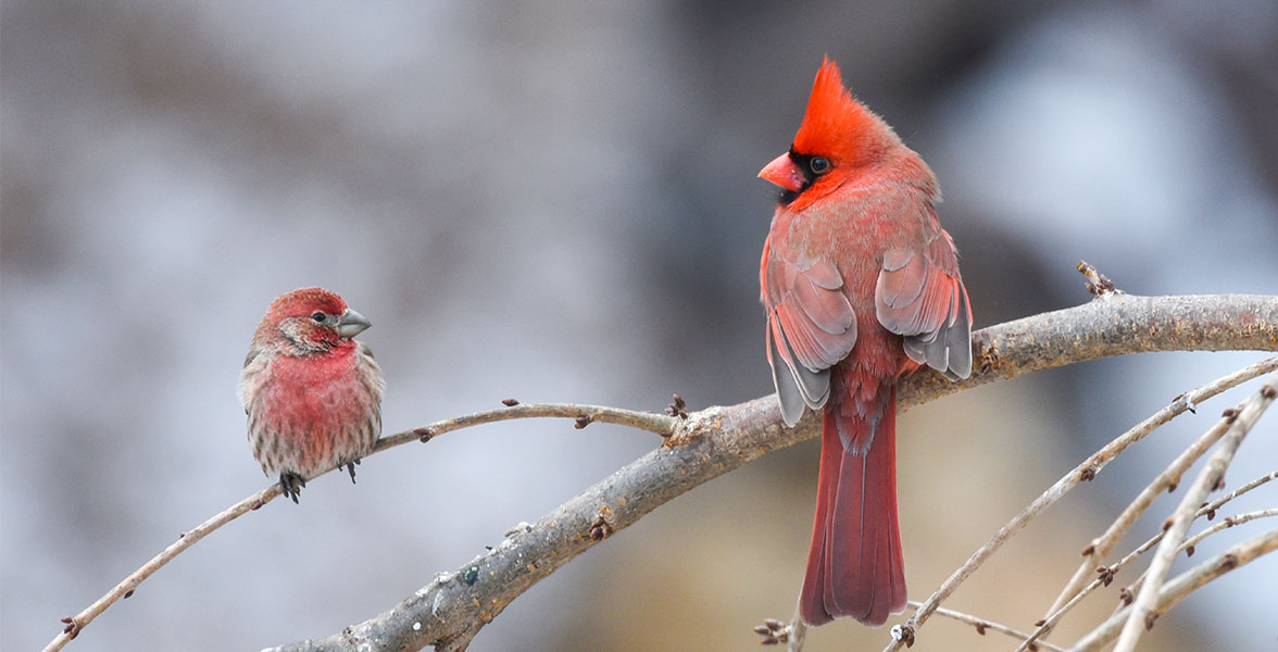 A House Finch and Northern Cardinal perch on a tree branch.