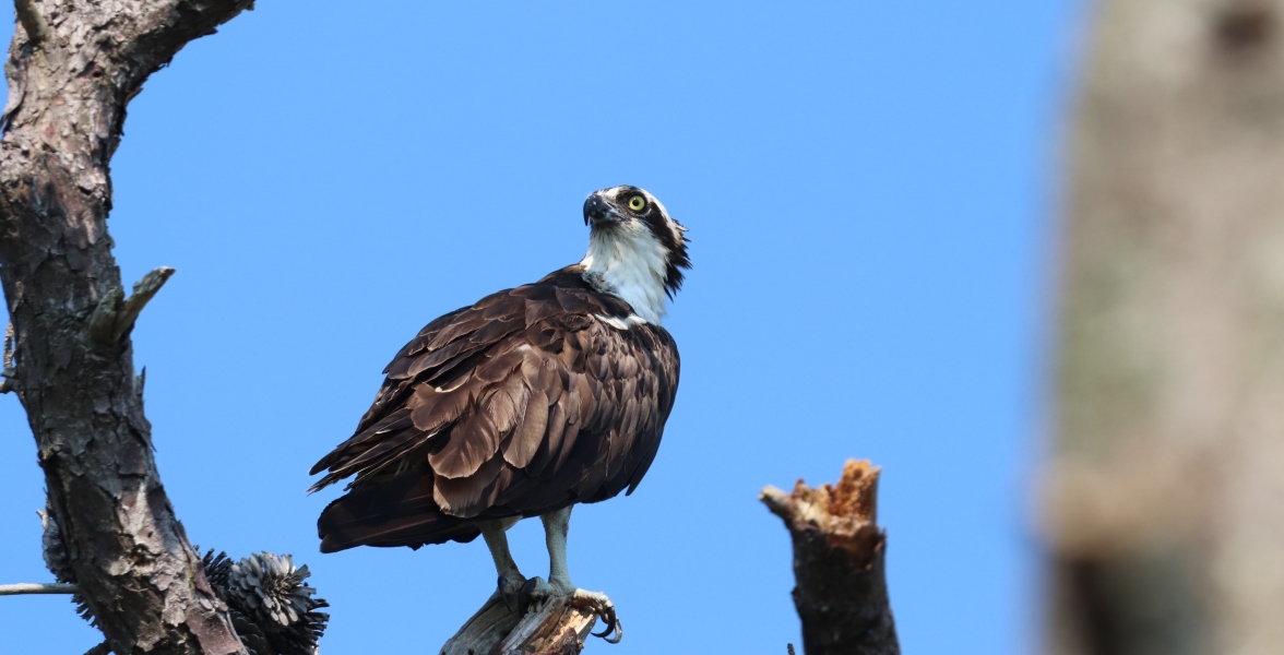 An Osprey perches on a tree.