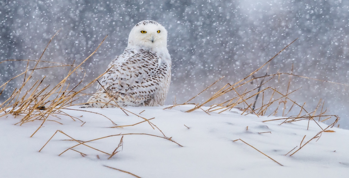 A Snowy Owl sits on a snowy patch of grass as it snows.