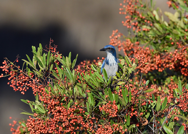 California Scrub Jay on Toyon.