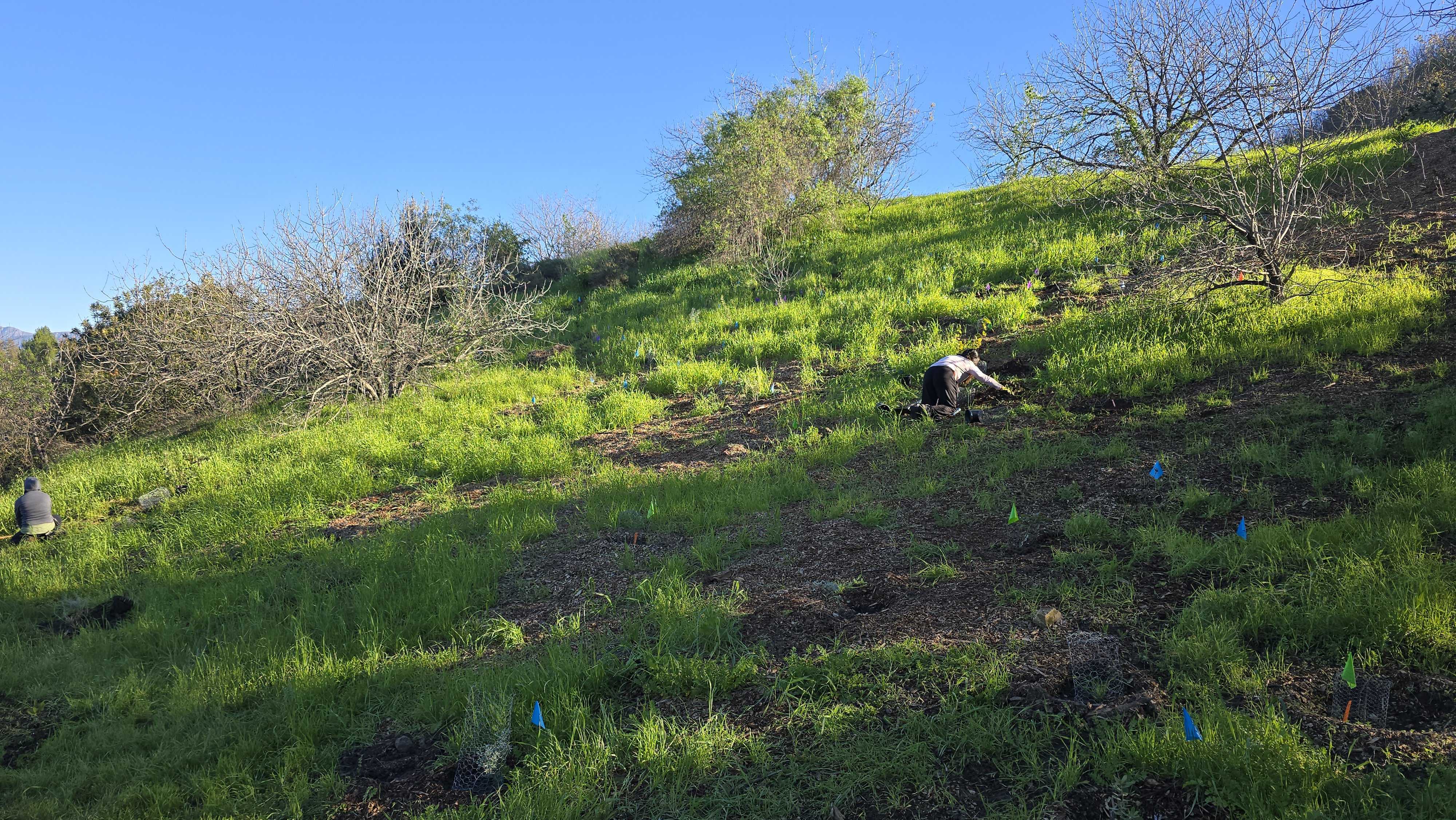 Hummingbird D, a sunny slope that marks a new restoration site.