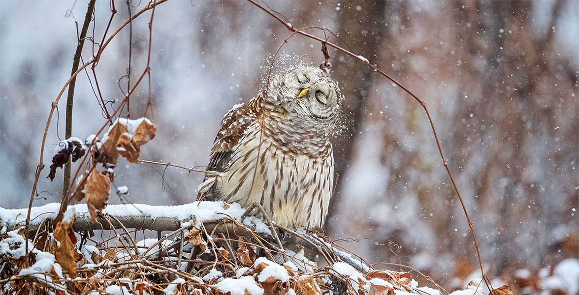 A Barred Owl shakes off snow while perched on a tree branch.