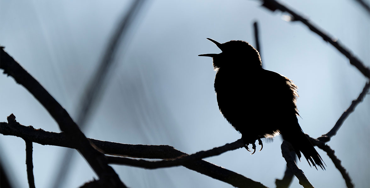 A silhouette of a bird singing while perched on a tree branch.