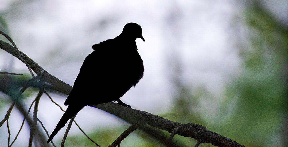 A silhouette of a bird perched on a tree branch.