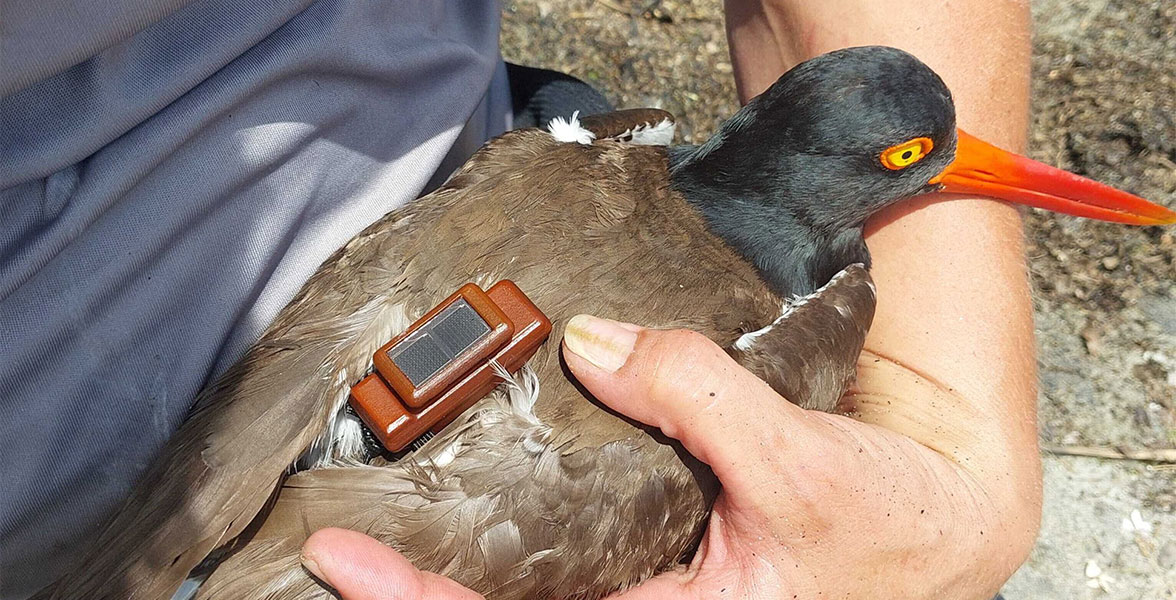 A person holds an American Oystercatcher with a GPS transmitter.