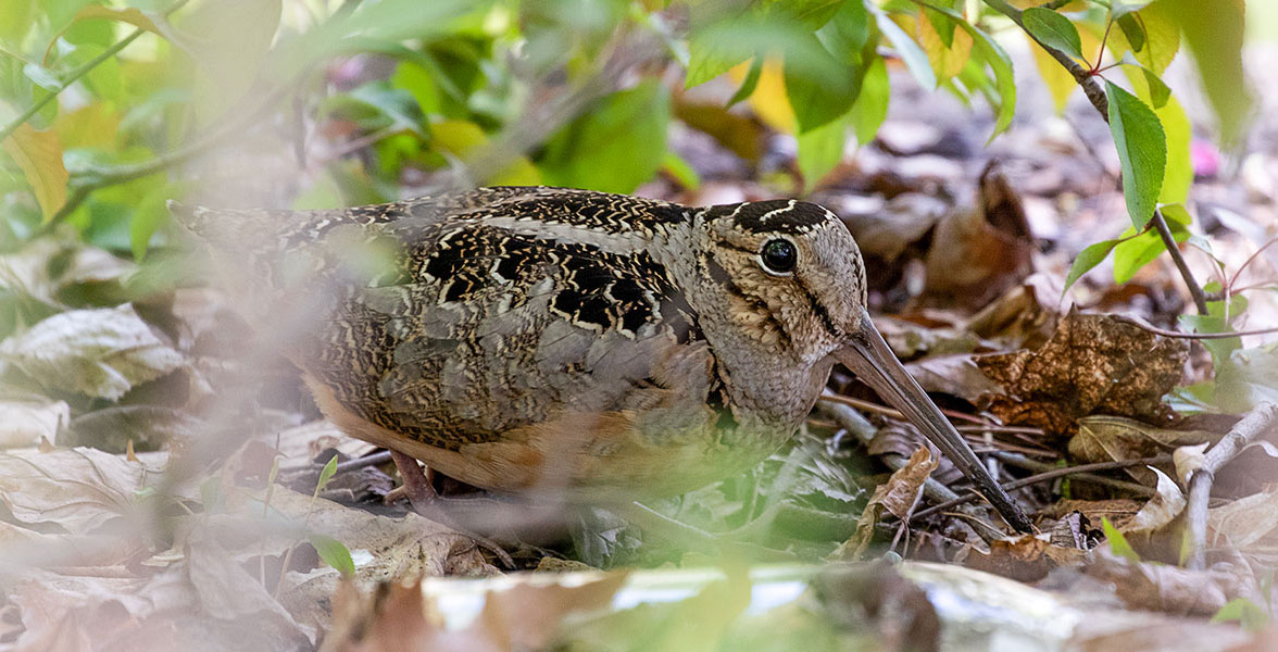 An American Woodcock surrounded by crunchy leaves.