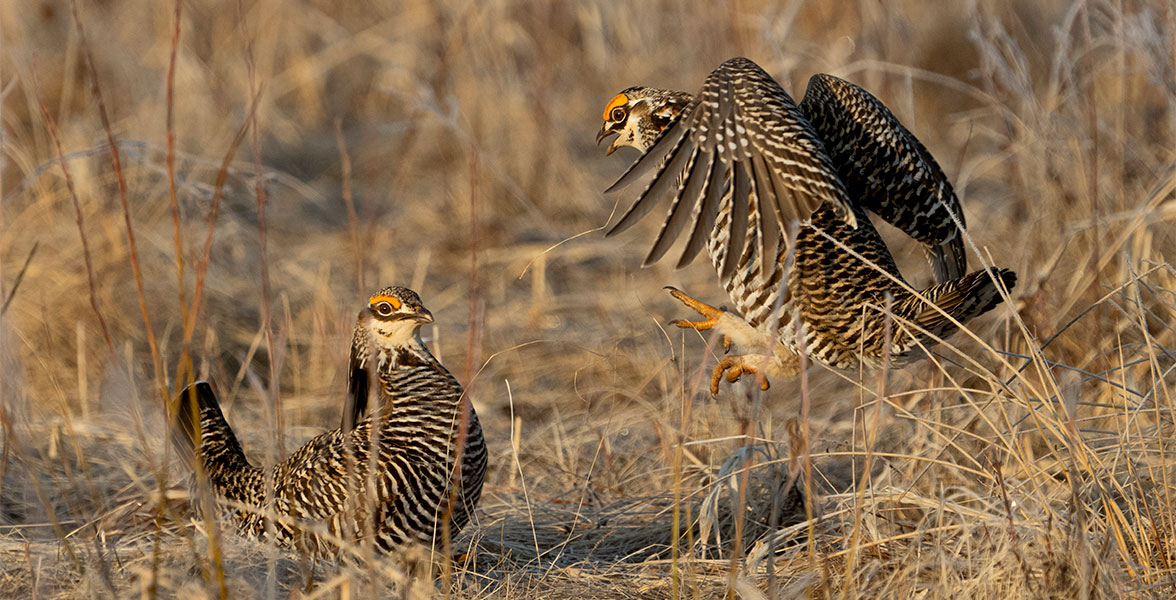 Two Greater Prairie-Chickens shrouded in grass.
