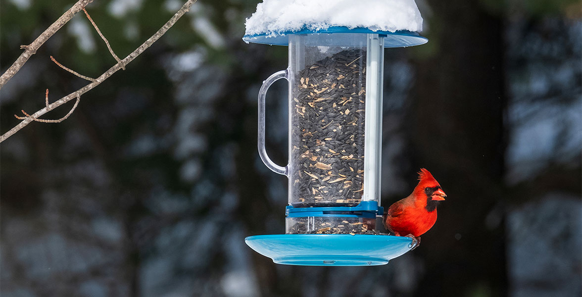 A Northern Cardinal perches on a feeder. The feeder has a layer of snow ontop.