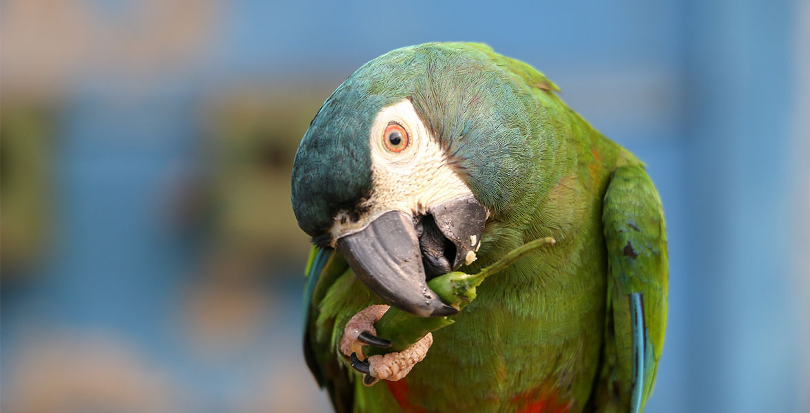 A Blue-winged Macaw bites a pepper they're holding in their claw.