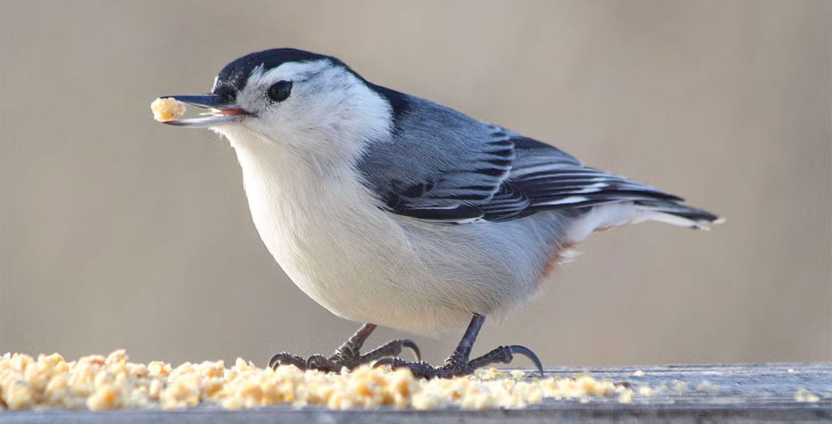 A White-breasted Nuthatch snacks on nearby Zick Dough.
