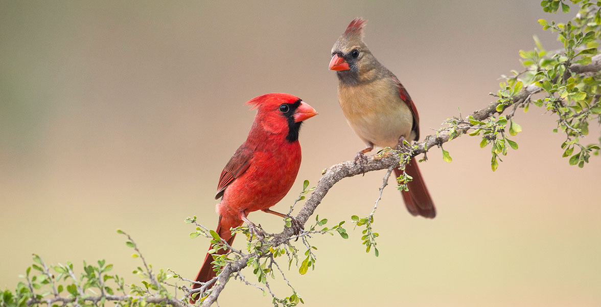 A male and female Northern Cardinal perch on a branch.