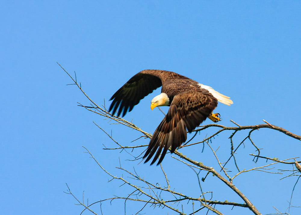 A large brown and white bird of prey taking off from a branch