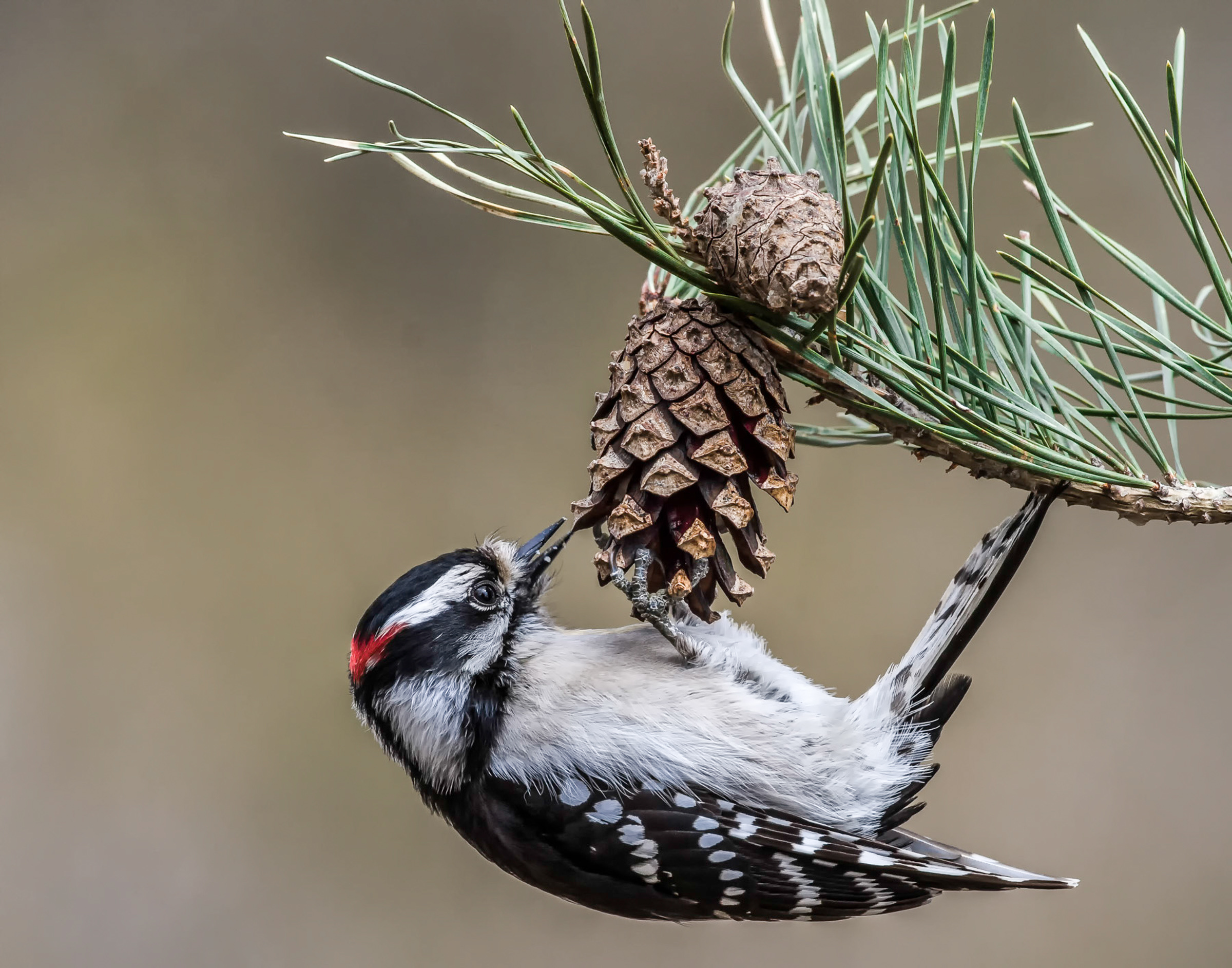 A black and white bird hangs from a pine cone