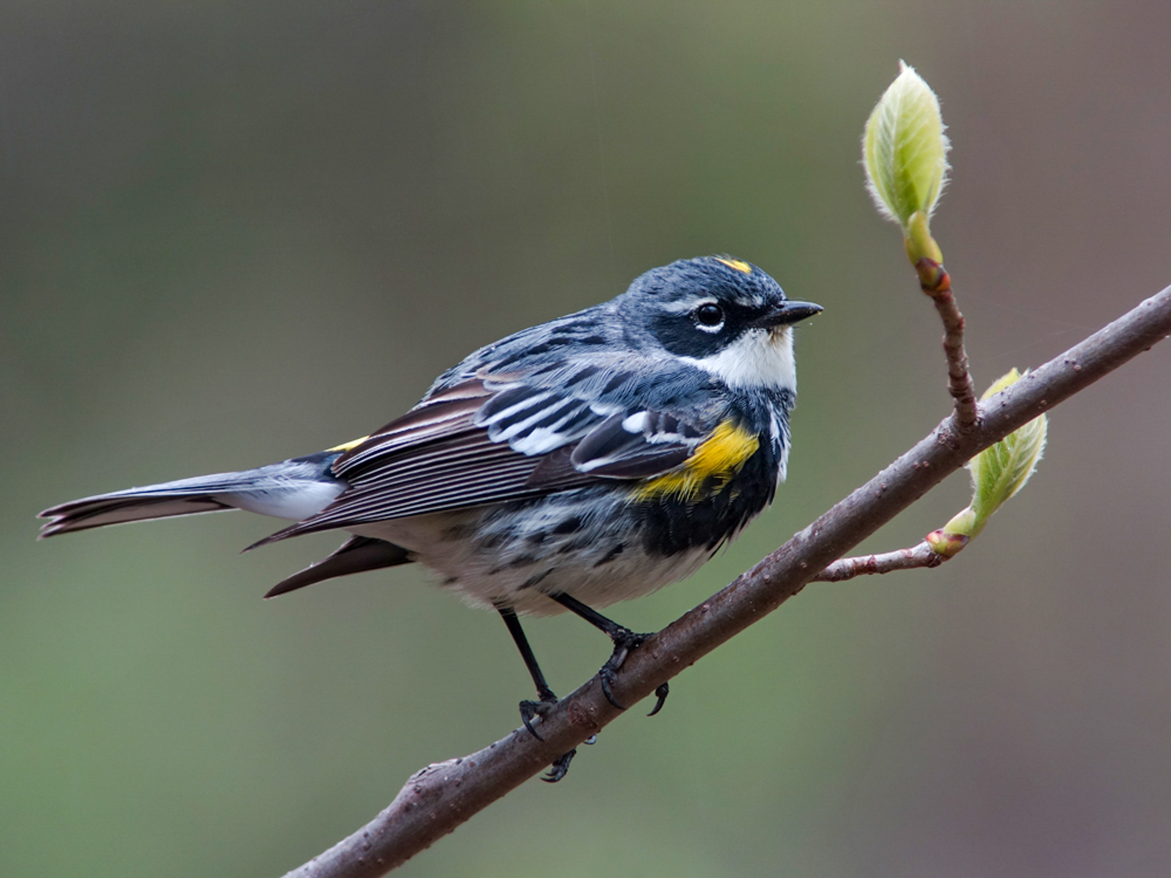 A small warbler perched on a branch